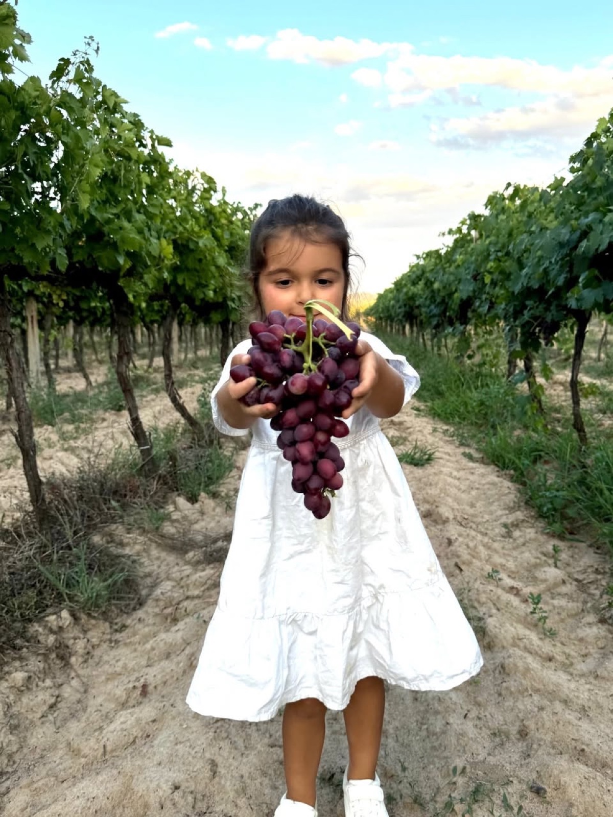 Grapes from our vineyard