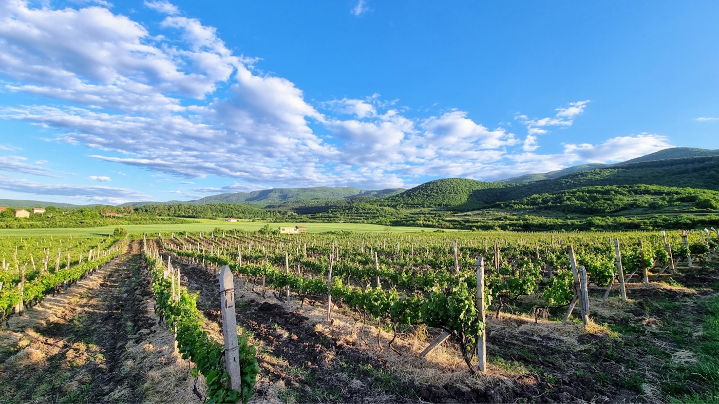 Our vineyard in Tsrancha