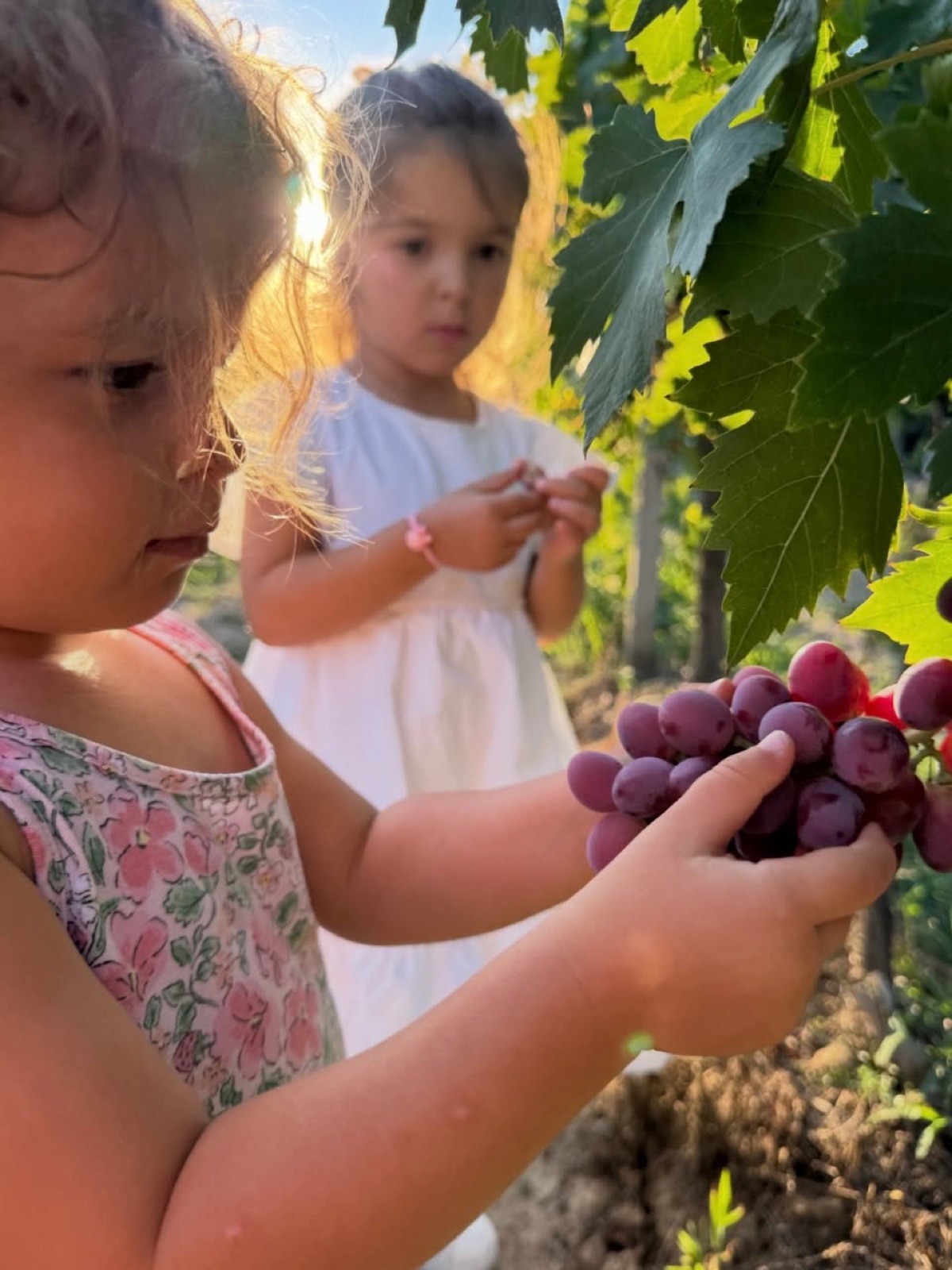 Our children in the vineyard